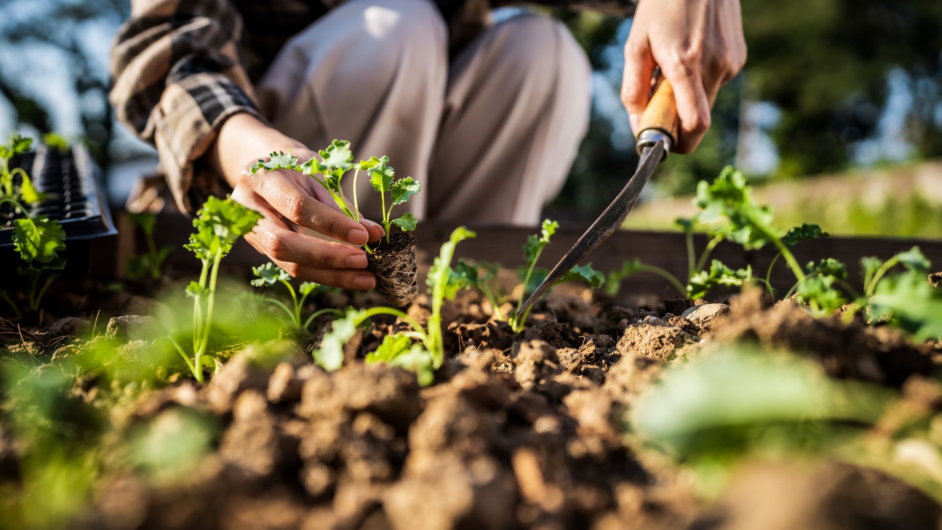 Eine Person pflanzt junge Setzlinge in einen Garten, der nach nachhaltigen Prinzipien bewirtschaftet wird.