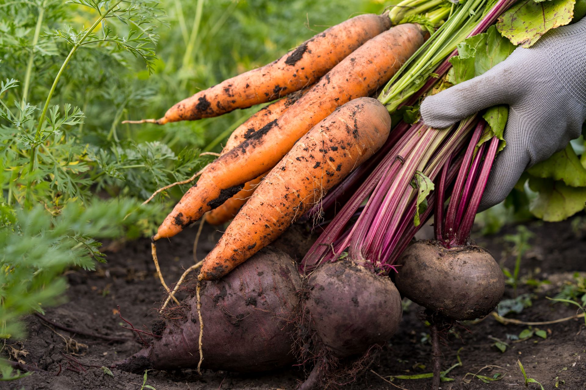 Frisch geerntete Karotten und Rote Beete aus einem ökologischen Garten, in der Hand eines Gärtners.