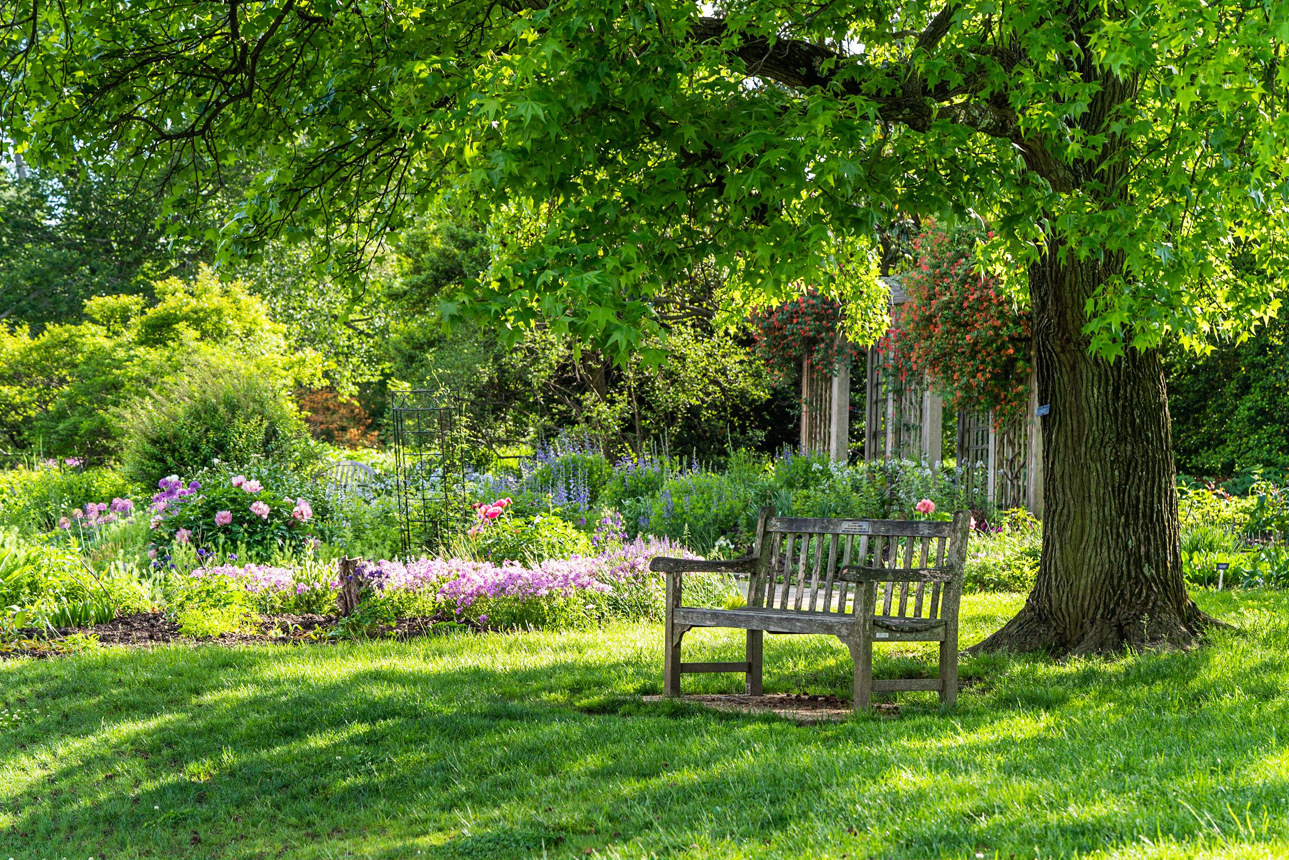 Ein grüner Garten mit einer Bank unter einem Baum